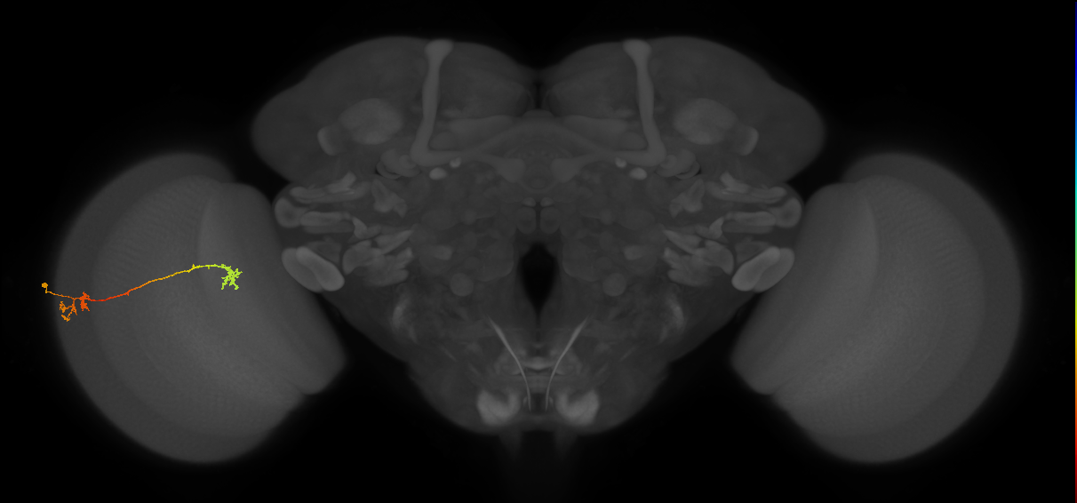 Tm5Y_L (MaleCNS:542847)