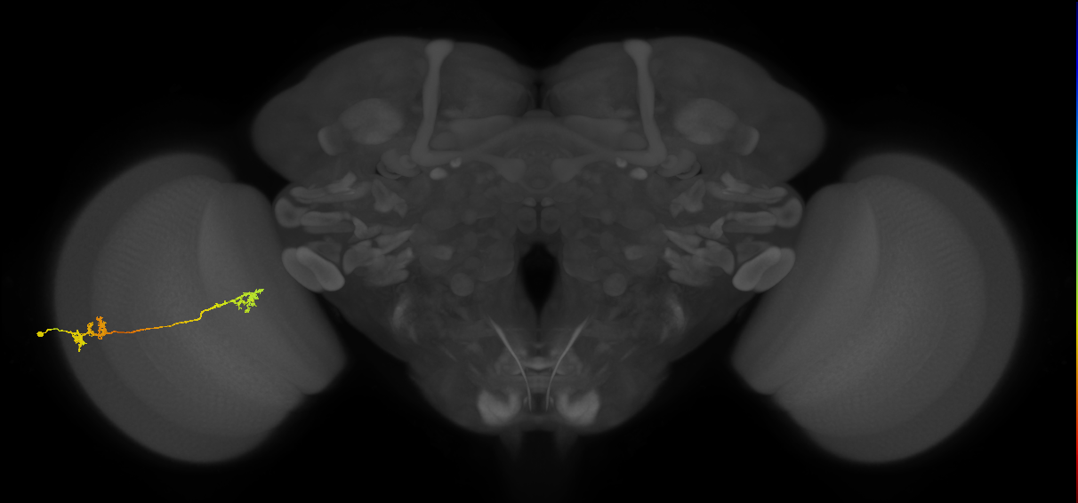 Tm5Y_L (MaleCNS:518852)