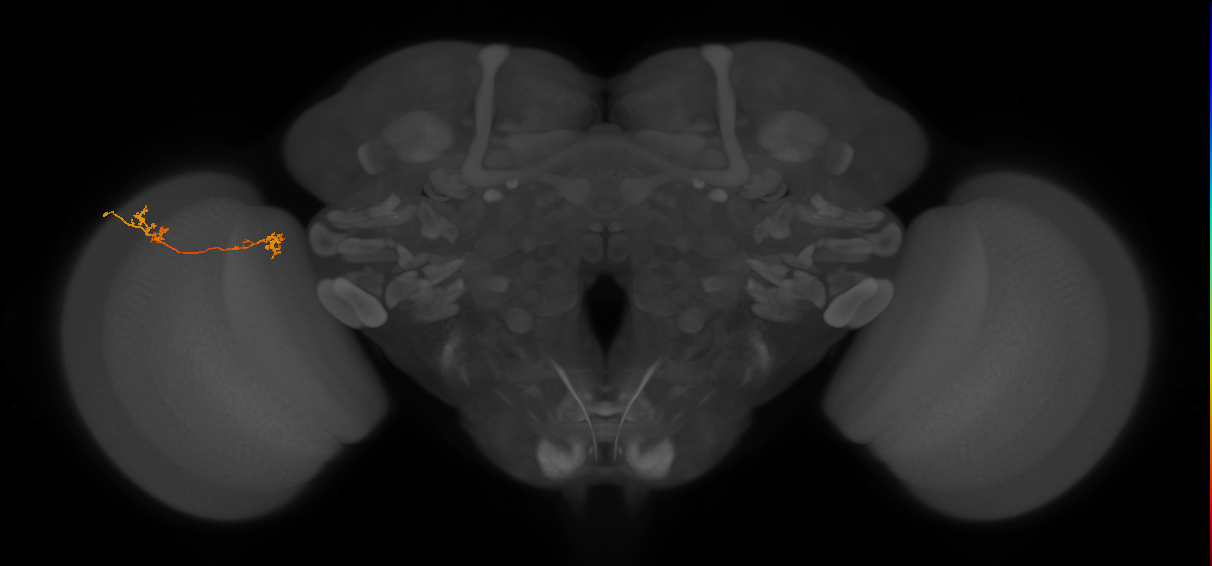 Tm5Y_L (MaleCNS:128908)