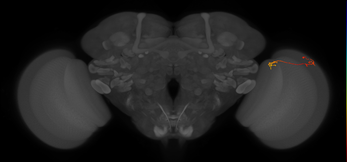 Tm5Y_R (MaleCNS:181704)