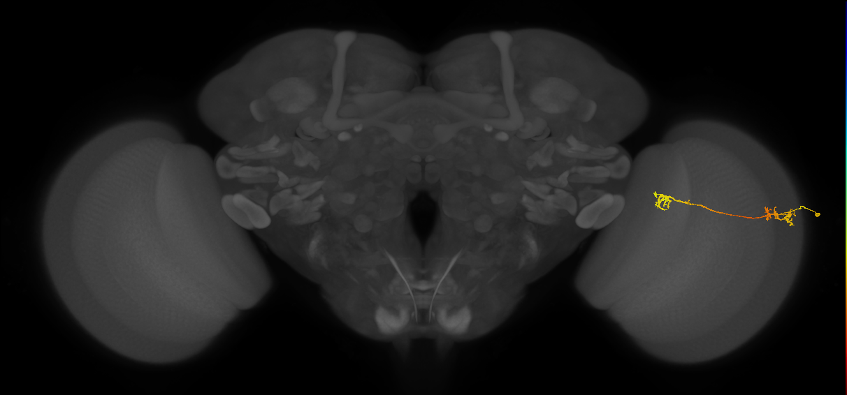 Tm5Y_R (MaleCNS:67615)