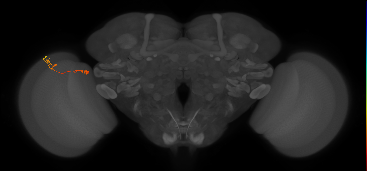 Tm5Y_L (MaleCNS:138560)