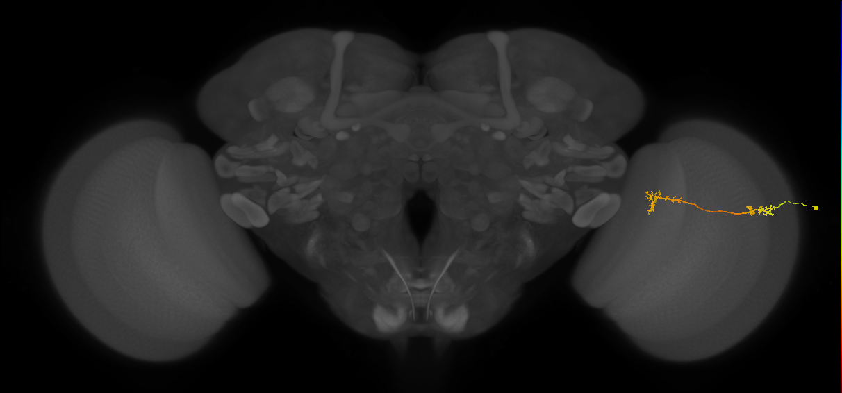 Tm5Y_R (MaleCNS:83846)