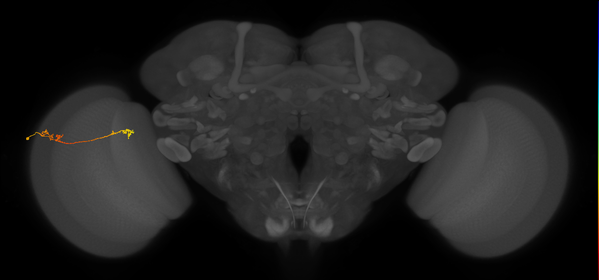 Tm5Y_L (MaleCNS:532405)