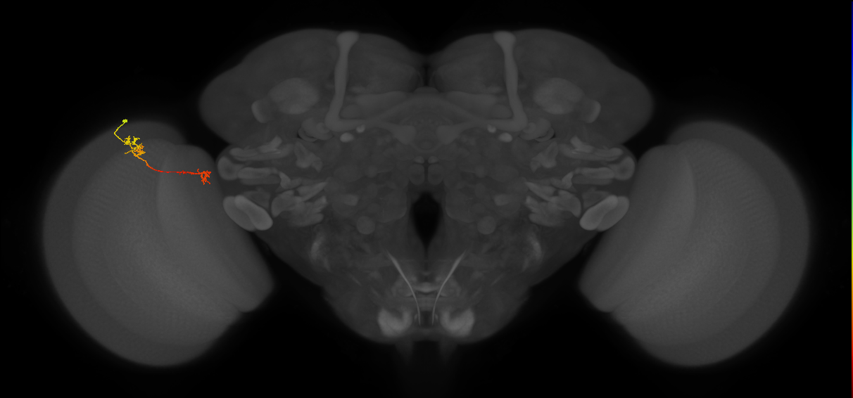 Tm5Y_L (MaleCNS:104518)