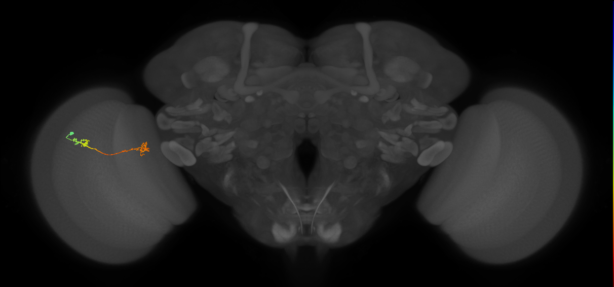 Tm5Y_L (MaleCNS:562833)