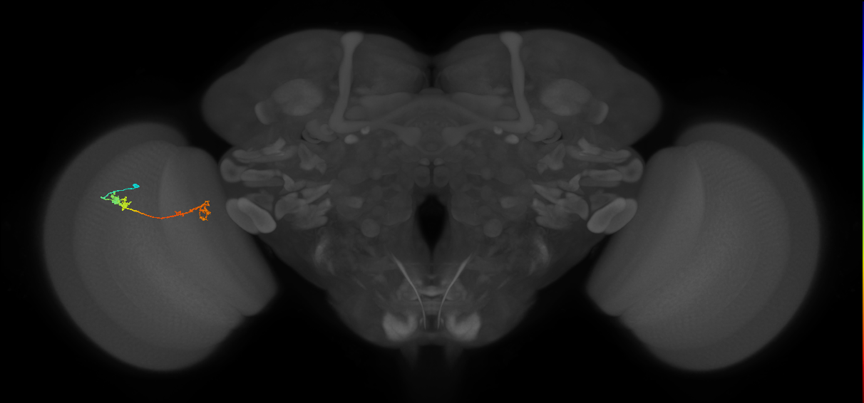 Tm5Y_L (MaleCNS:515891)