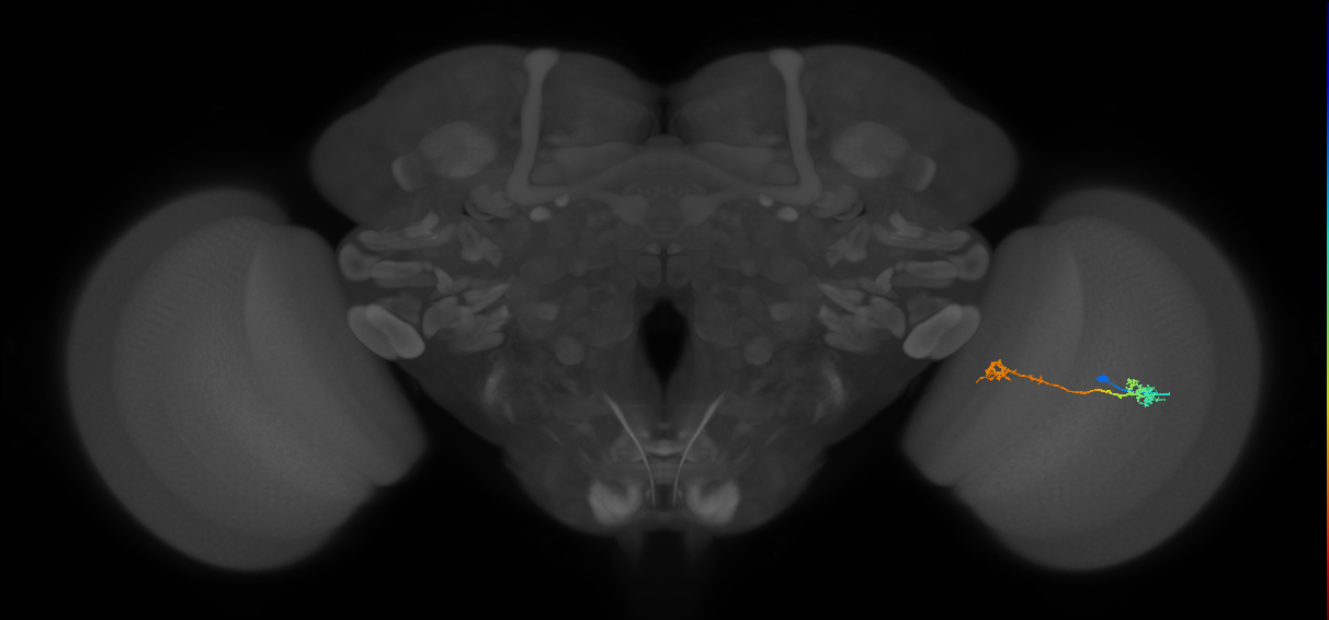 Tm5Y_R (MaleCNS:50363)