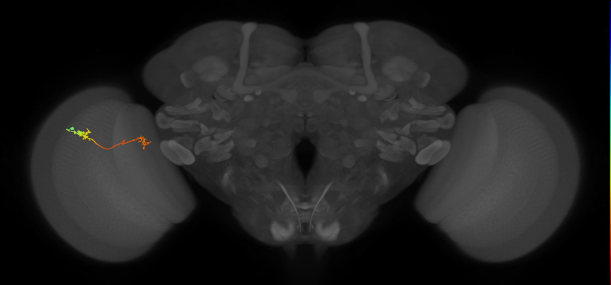 Tm5Y_L (MaleCNS:11766)