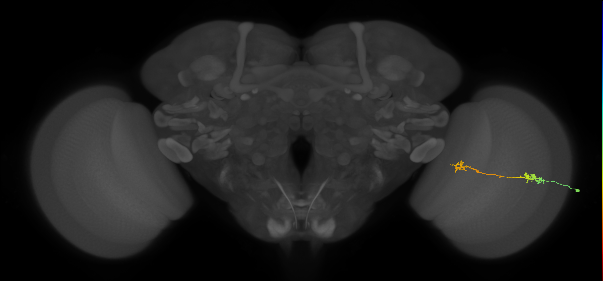 Tm5Y_R (MaleCNS:89735)