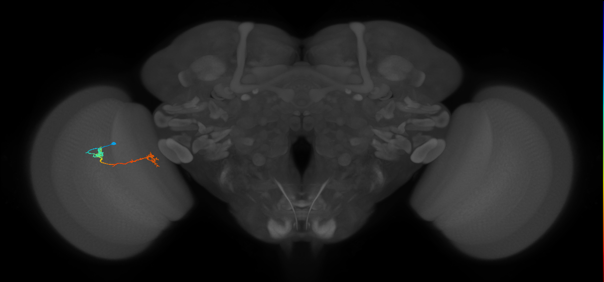 Tm5Y_L (MaleCNS:76089)