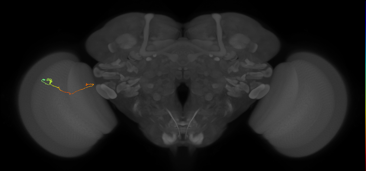 Tm5a_L (MaleCNS:179764)