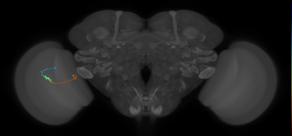 Tm5a_L (MaleCNS:212782)