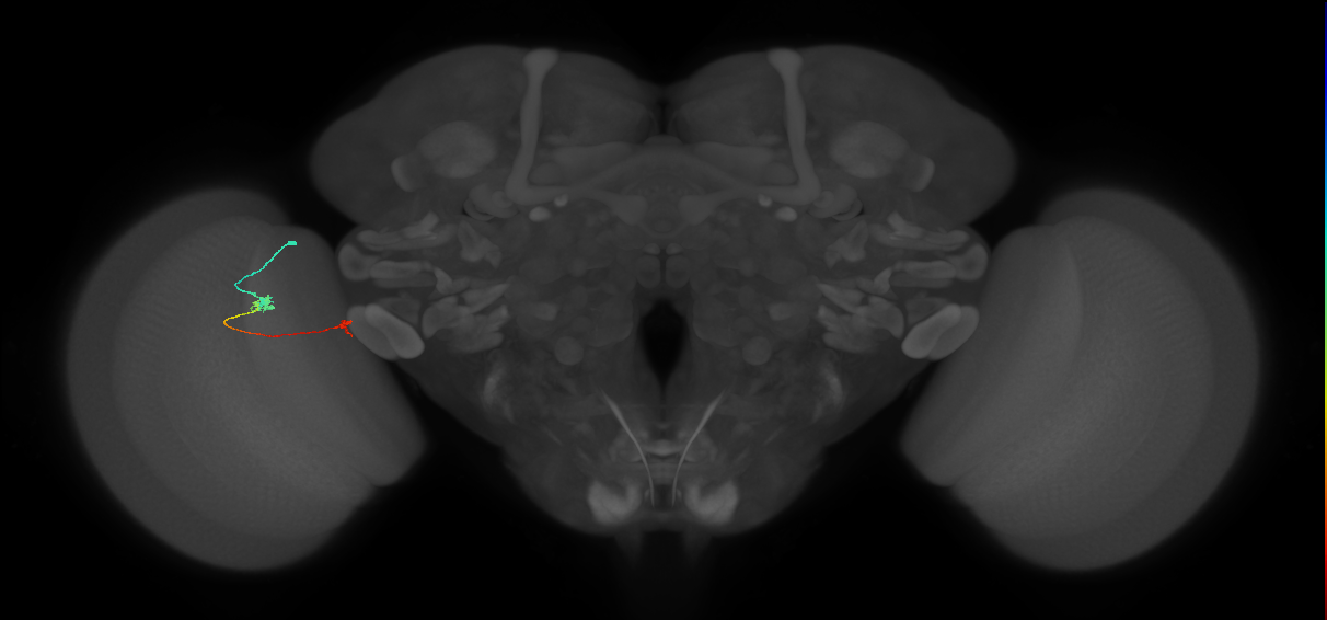 Tm5a_L (MaleCNS:192784)