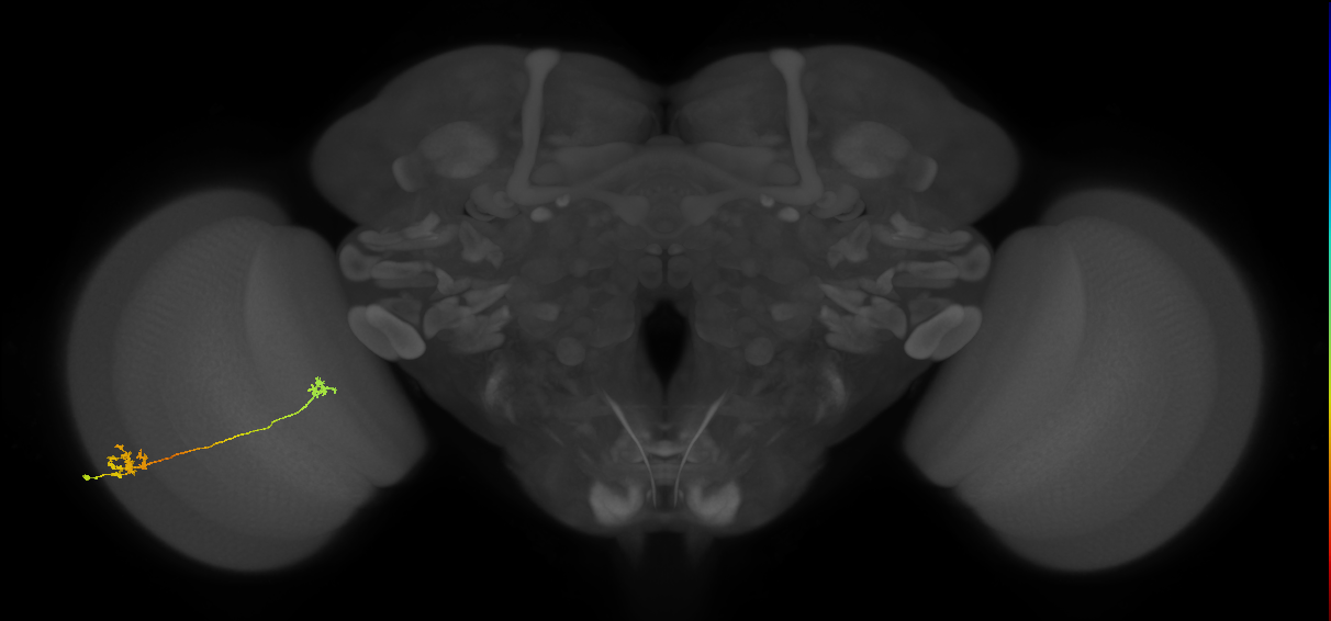 Tm5a_L (MaleCNS:82580)