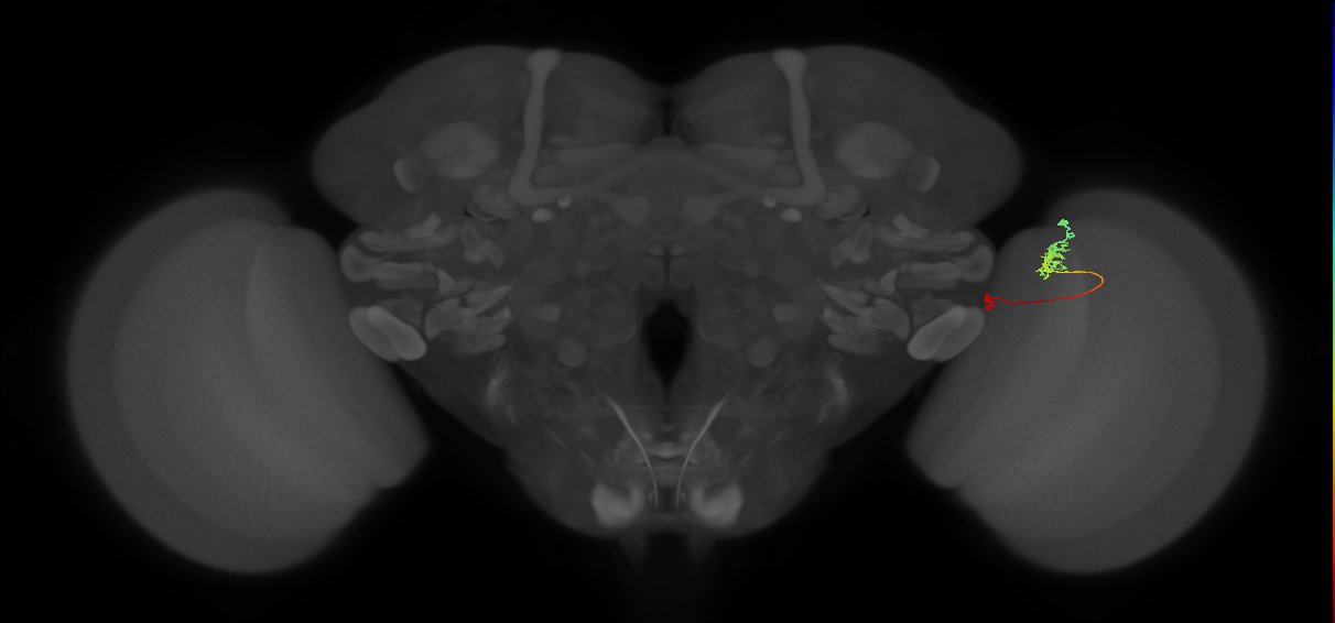 Tm5a_R (MaleCNS:142941)