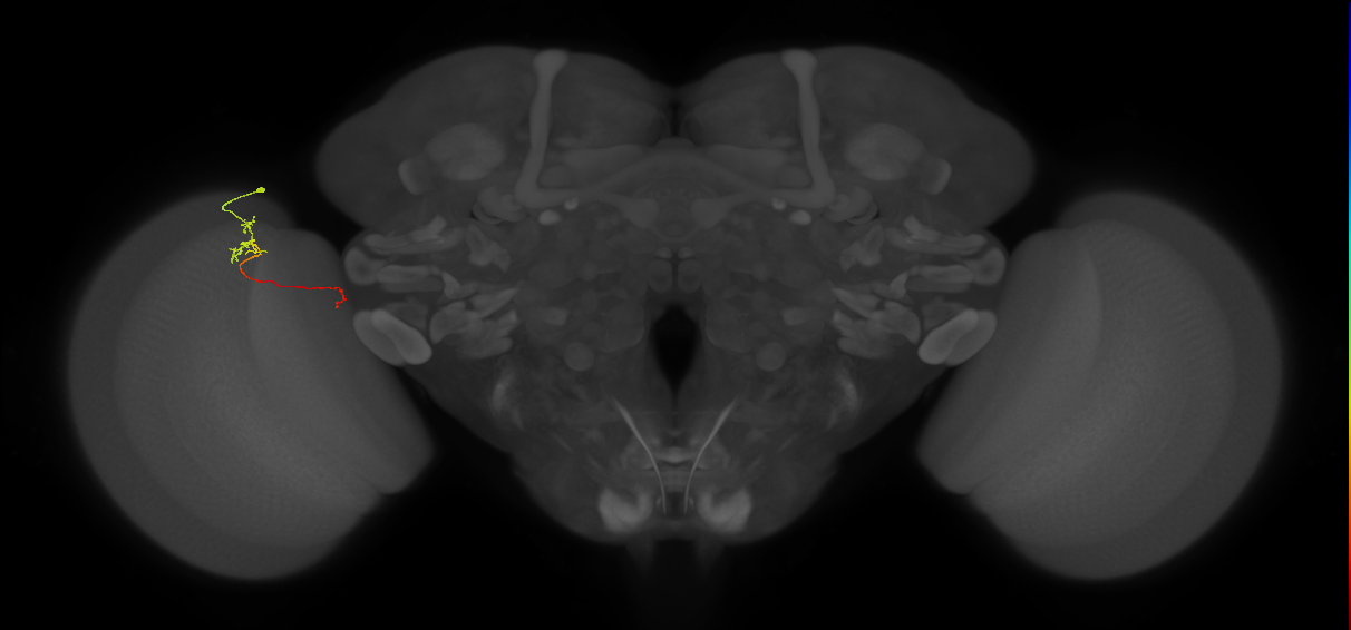 Tm5a_L (MaleCNS:206580)