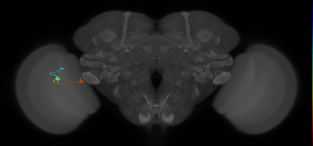 Tm5a_L (MaleCNS:126719)