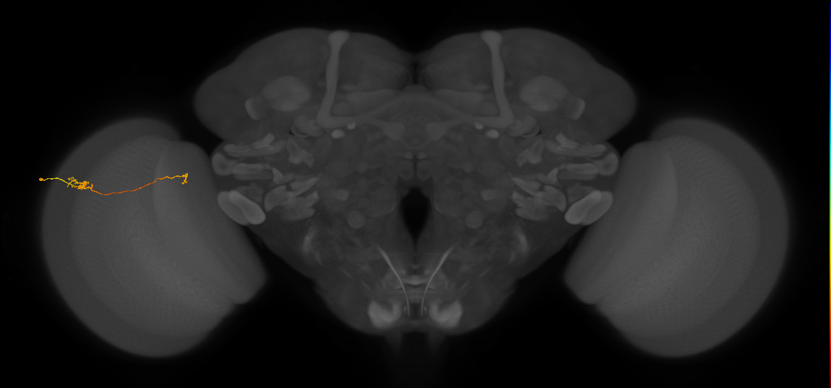 Tm5a_L (MaleCNS:161757)