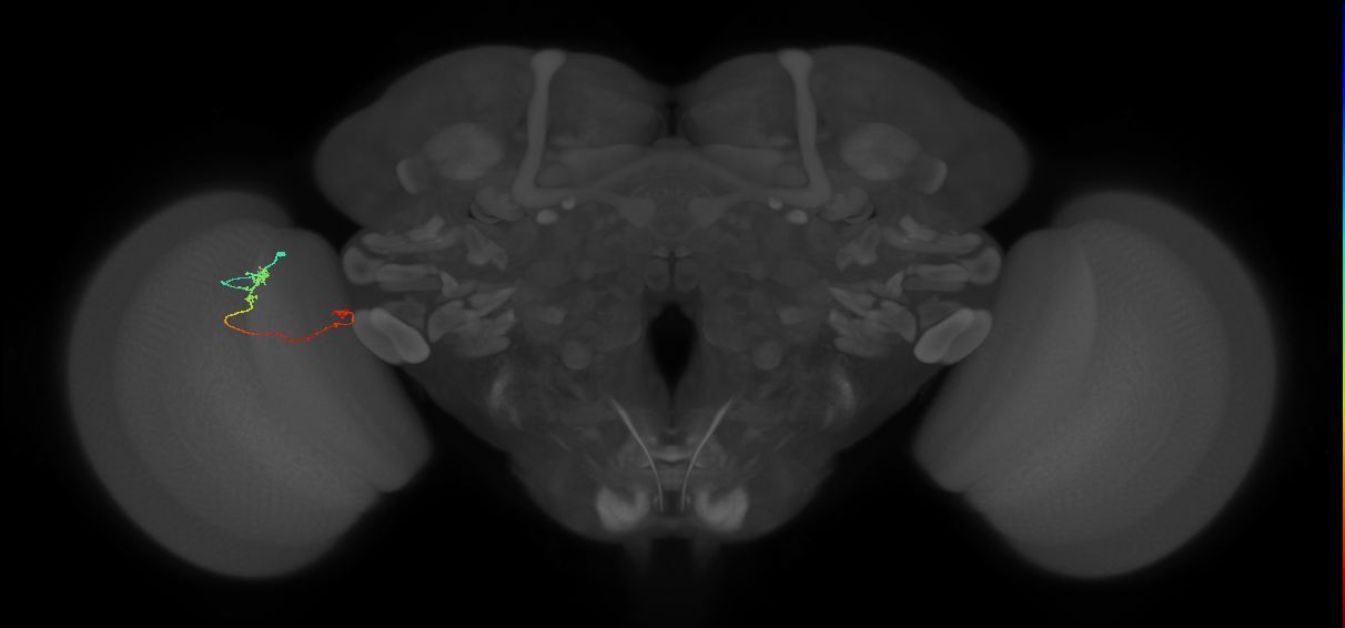 Tm5a_L (MaleCNS:544351)