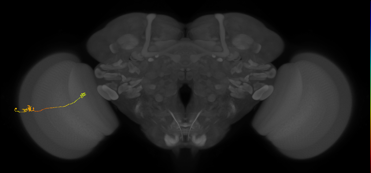 Tm5a_L (MaleCNS:97447)