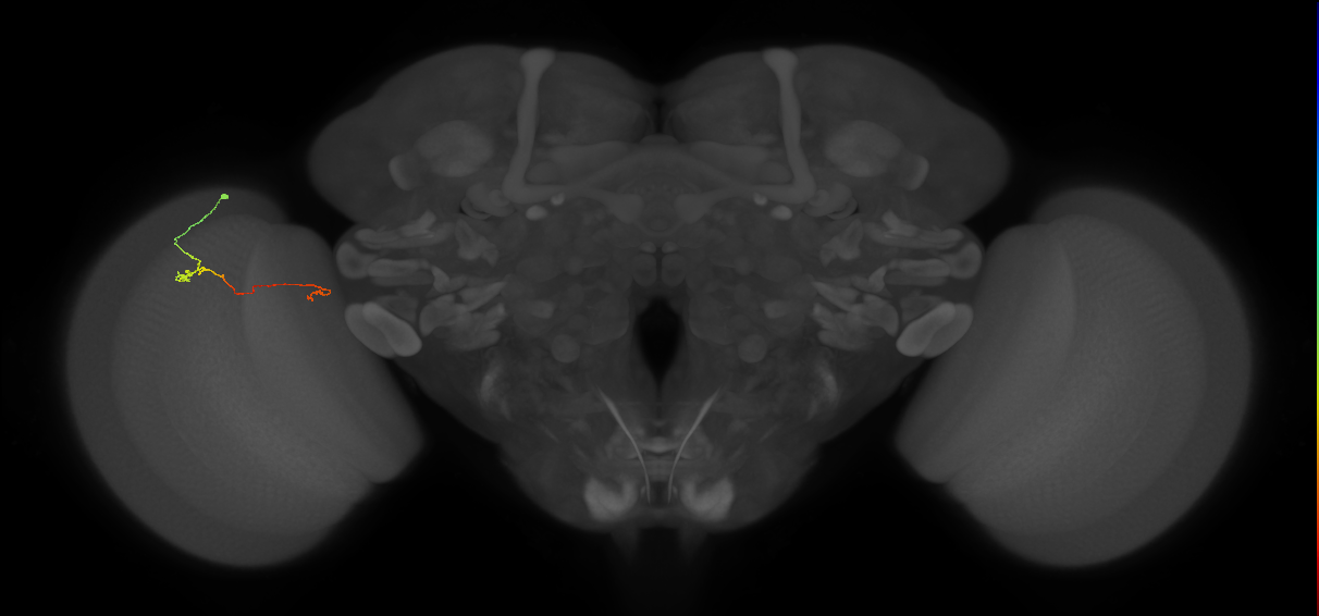 Tm5a_L (MaleCNS:152757)