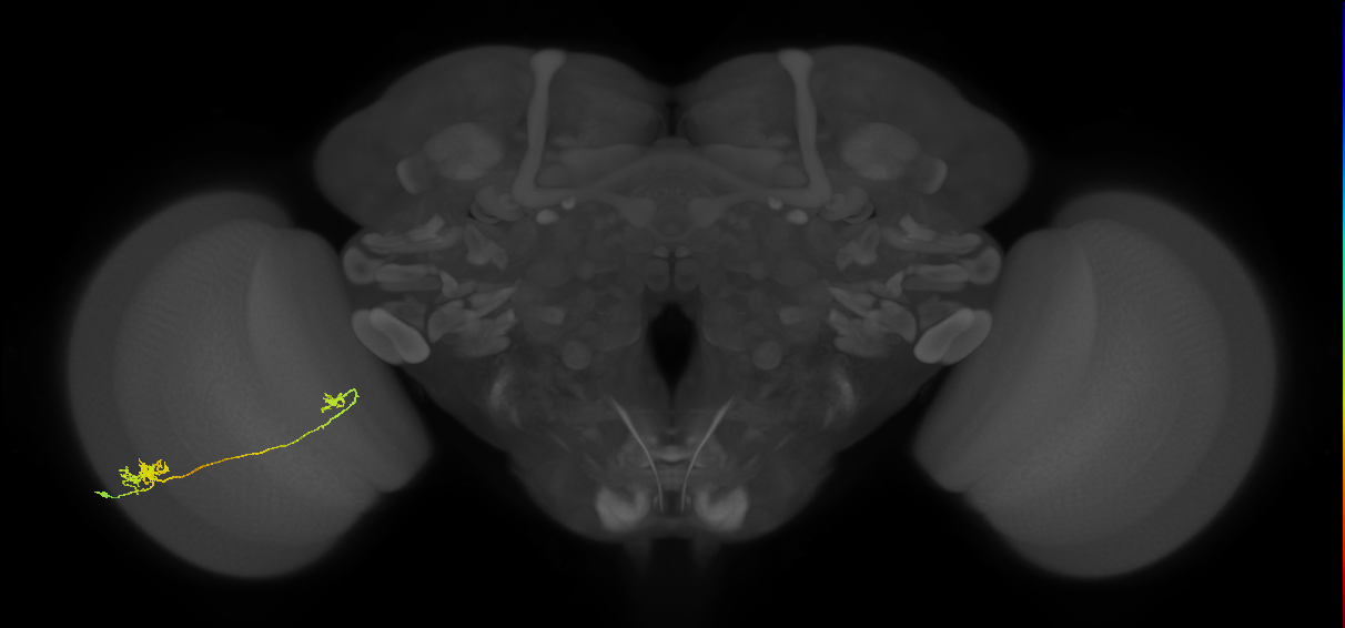 Tm5a_L (MaleCNS:67772)