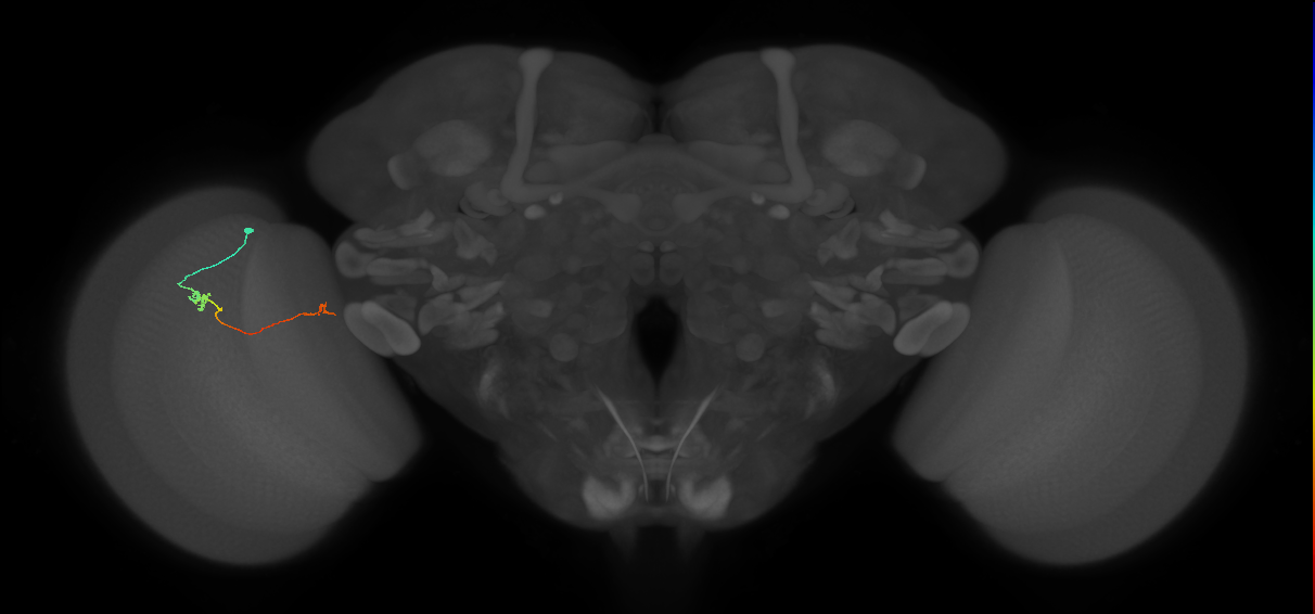 Tm5a_L (MaleCNS:204257)
