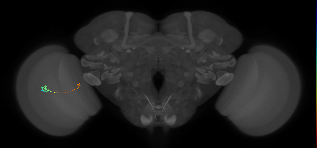 Tm5a_L (MaleCNS:546407)