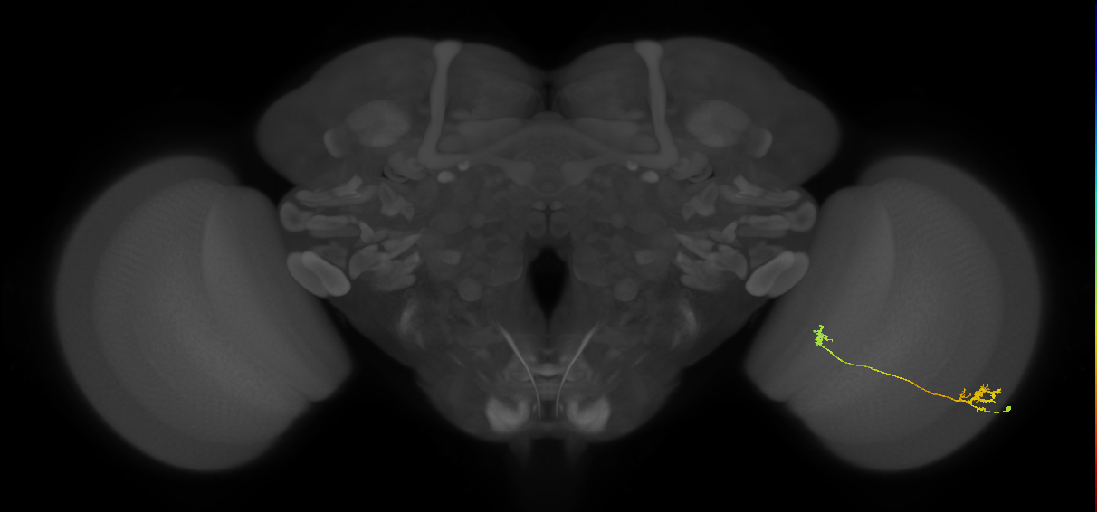 Tm5a_R (MaleCNS:91006)