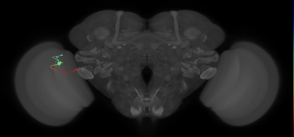 Tm5a_L (MaleCNS:240132)