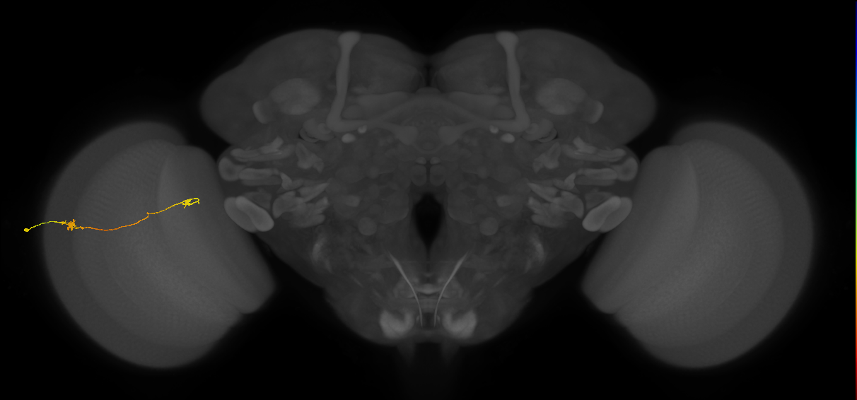 Tm5a_L (MaleCNS:132542)