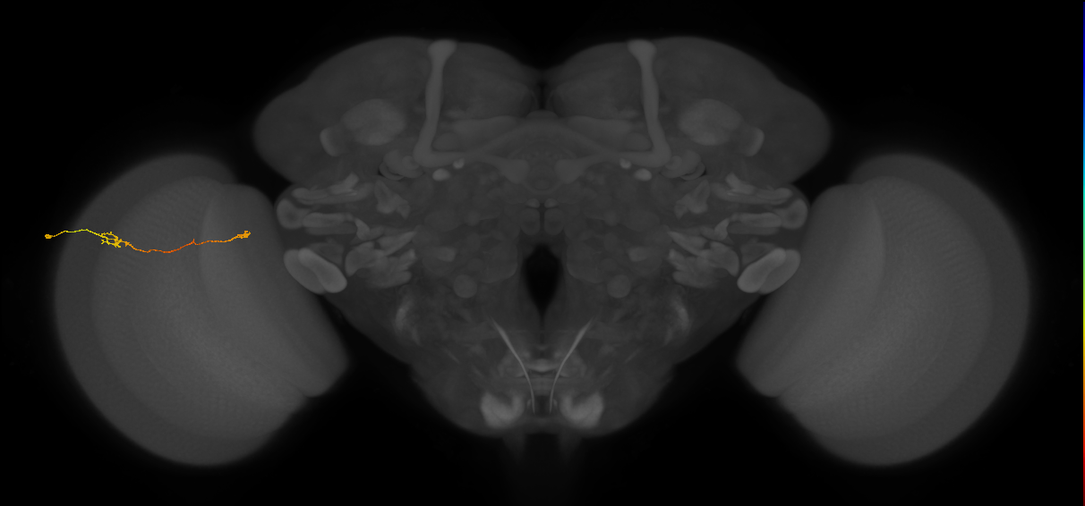Tm5a_L (MaleCNS:203888)