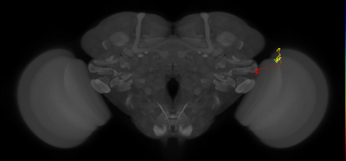 Tm5a_R (MaleCNS:132997)