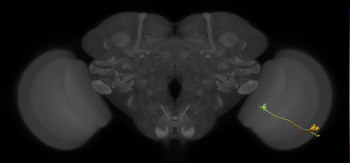 Tm5a_R (MaleCNS:77161)