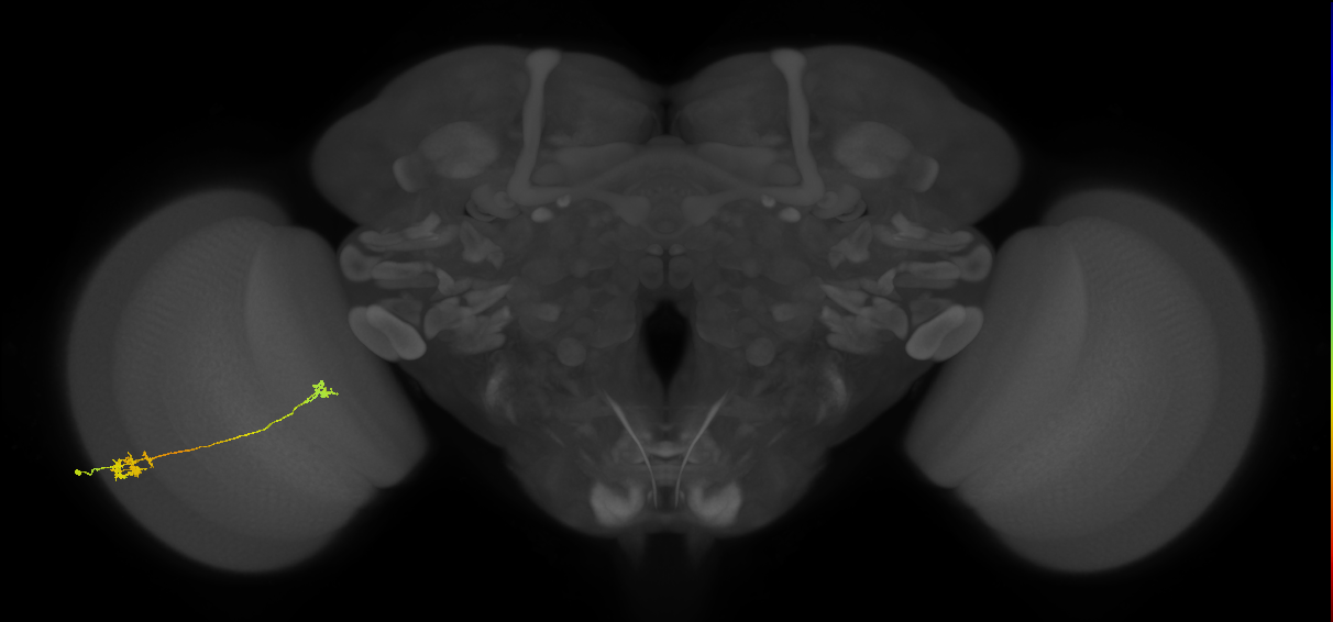 Tm5a_L (MaleCNS:84953)