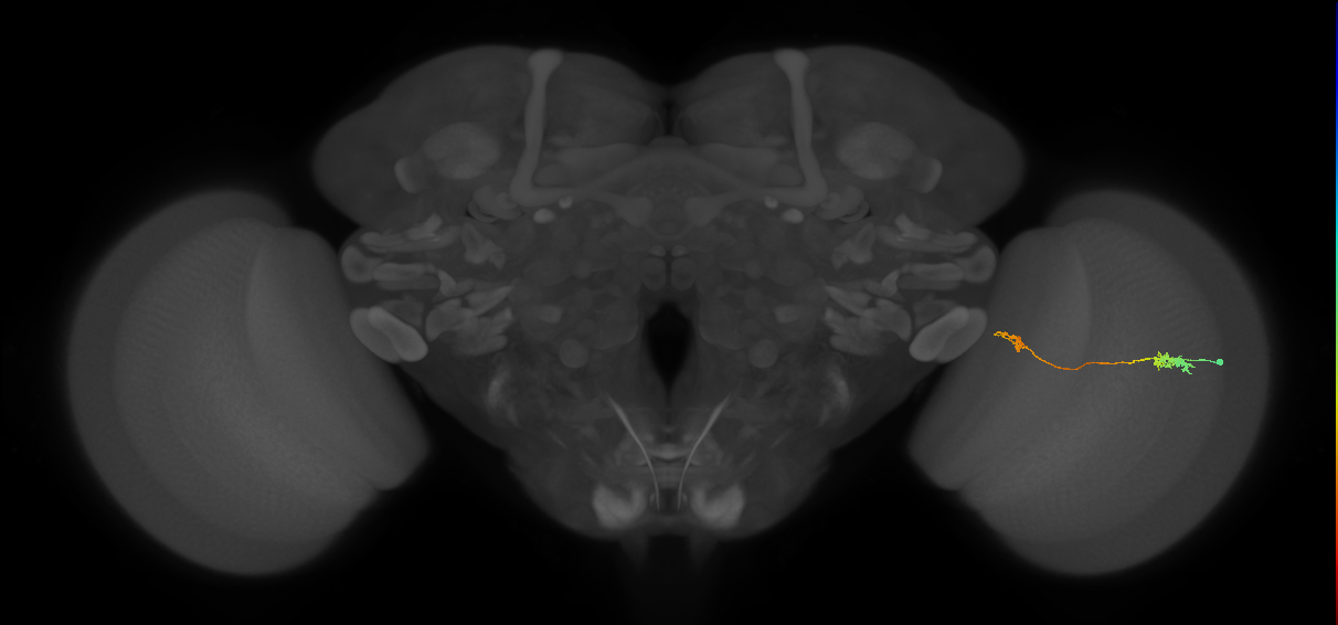 Tm5a_R (MaleCNS:110234)