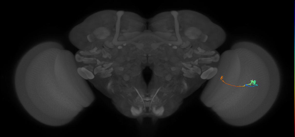 Tm5a_R (MaleCNS:122585)