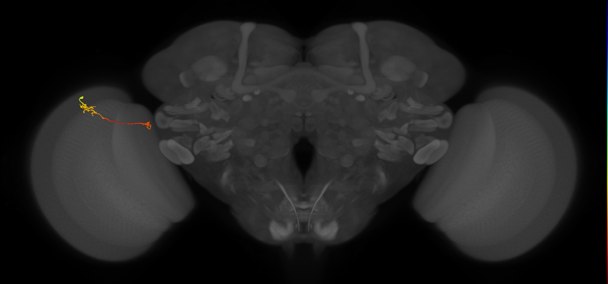 Tm5a_L (MaleCNS:149118)