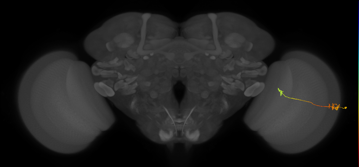 Tm5a_R (MaleCNS:99437)