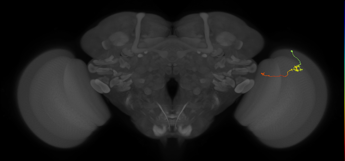 Tm5a_R (MaleCNS:137657)