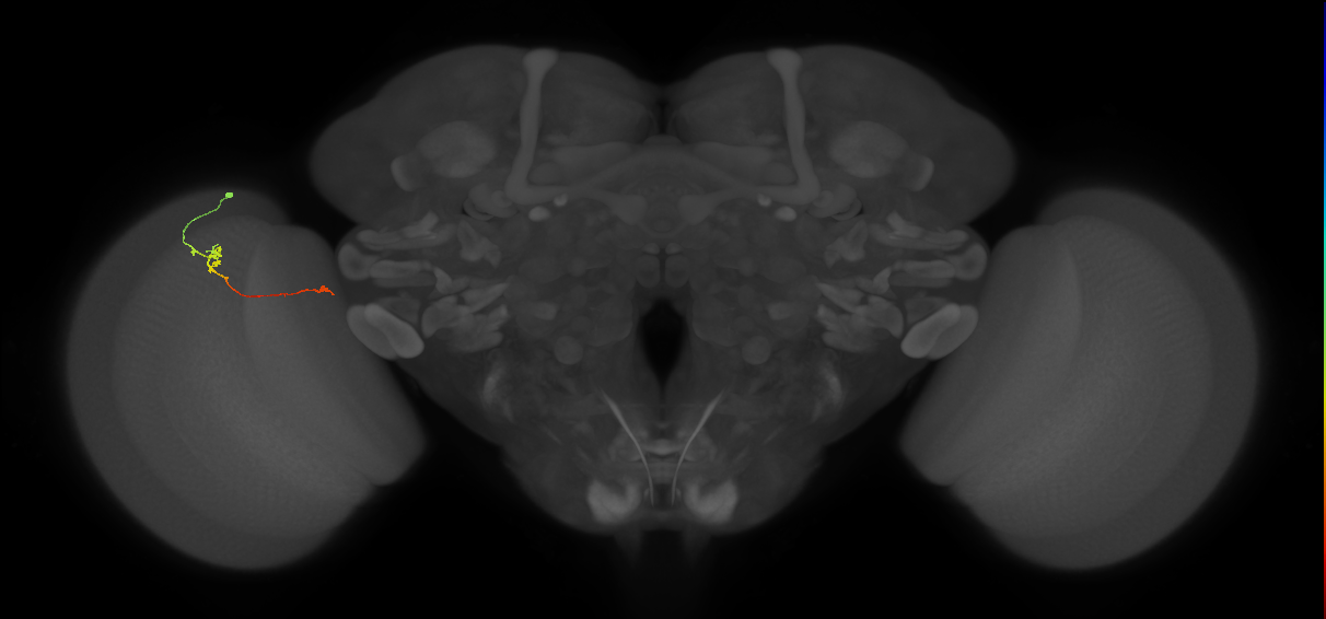 Tm5a_L (MaleCNS:154526)