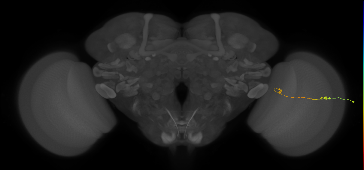Tm5a_R (MaleCNS:174683)