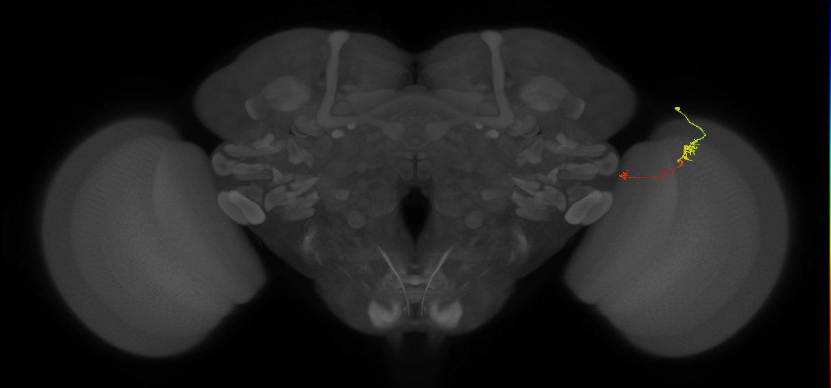Tm5a_R (MaleCNS:149890)