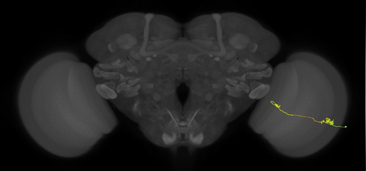 Tm5a_R (MaleCNS:16354)