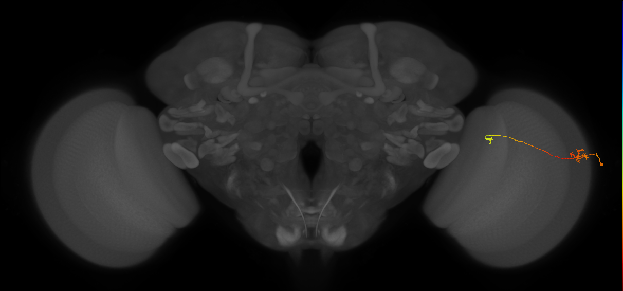 Tm5a_R (MaleCNS:122392)