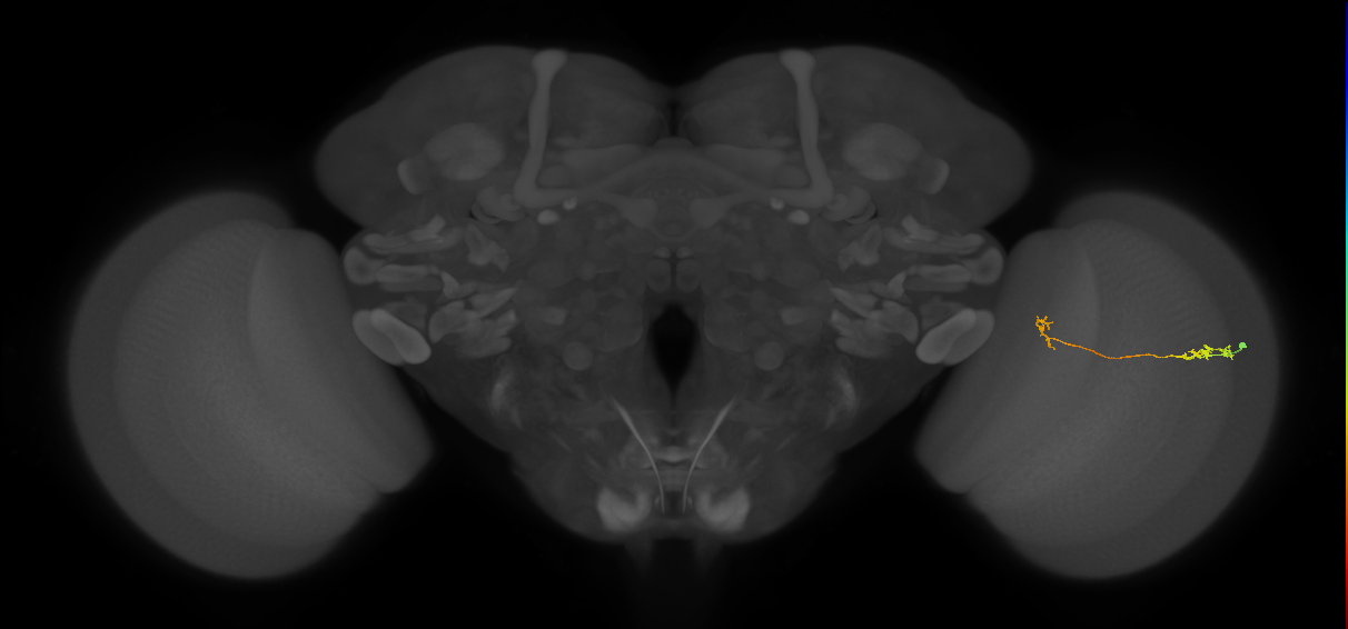 Tm5a_R (MaleCNS:134091)