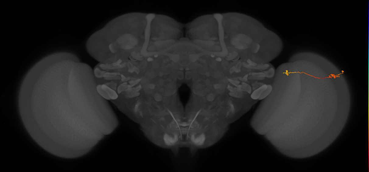 Tm5a_R (MaleCNS:133086)