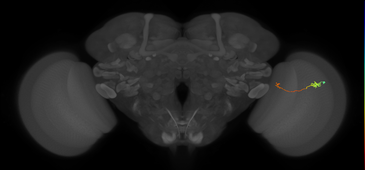 Tm5a_R (MaleCNS:125119)