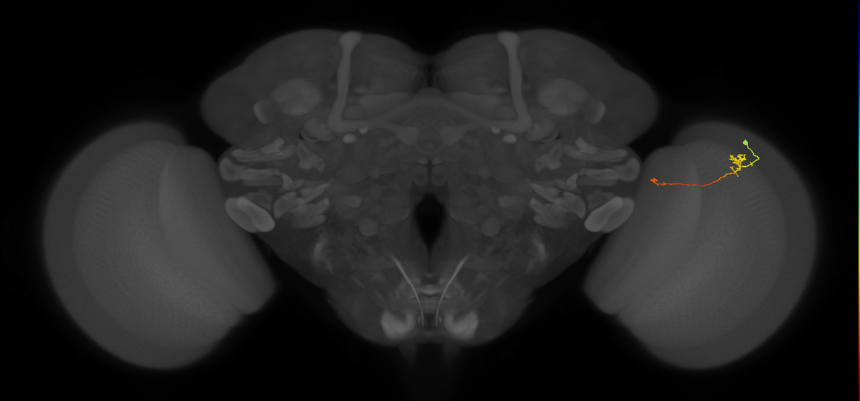 Tm5a_R (MaleCNS:151599)